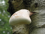 28119 Detail of white mushroom on tree.jpg